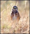 _2SB6713 burrowing owl